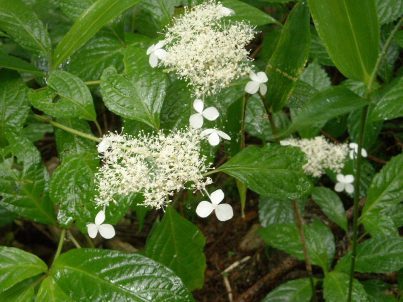 20100714 002.jpg