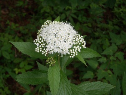 201007003 007.jpg